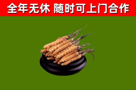 贺州市回收冬虫夏草