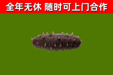 贺州市回收海参干